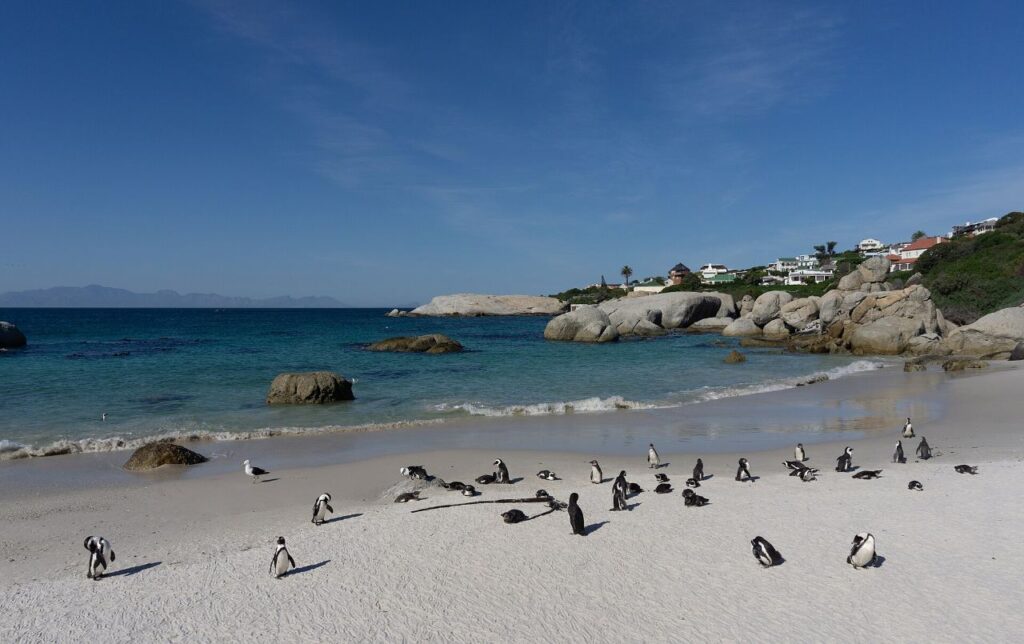 African penguins among the granite boulders at Boulders, near Simon’s Town
