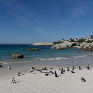 African penguins on the granite boulders at Boulders Beach, Simon’s Town, a stop on this Boulders penguins and Cape Point small group tour