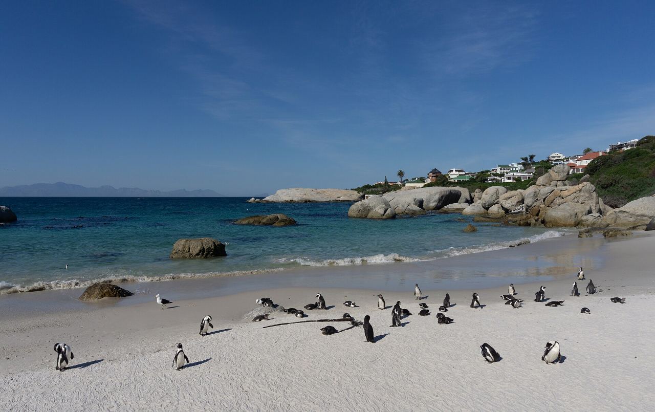 African penguins on the granite boulders at Boulders Beach, Simon’s Town, a stop on this Boulders penguins and Cape Point small group tour
