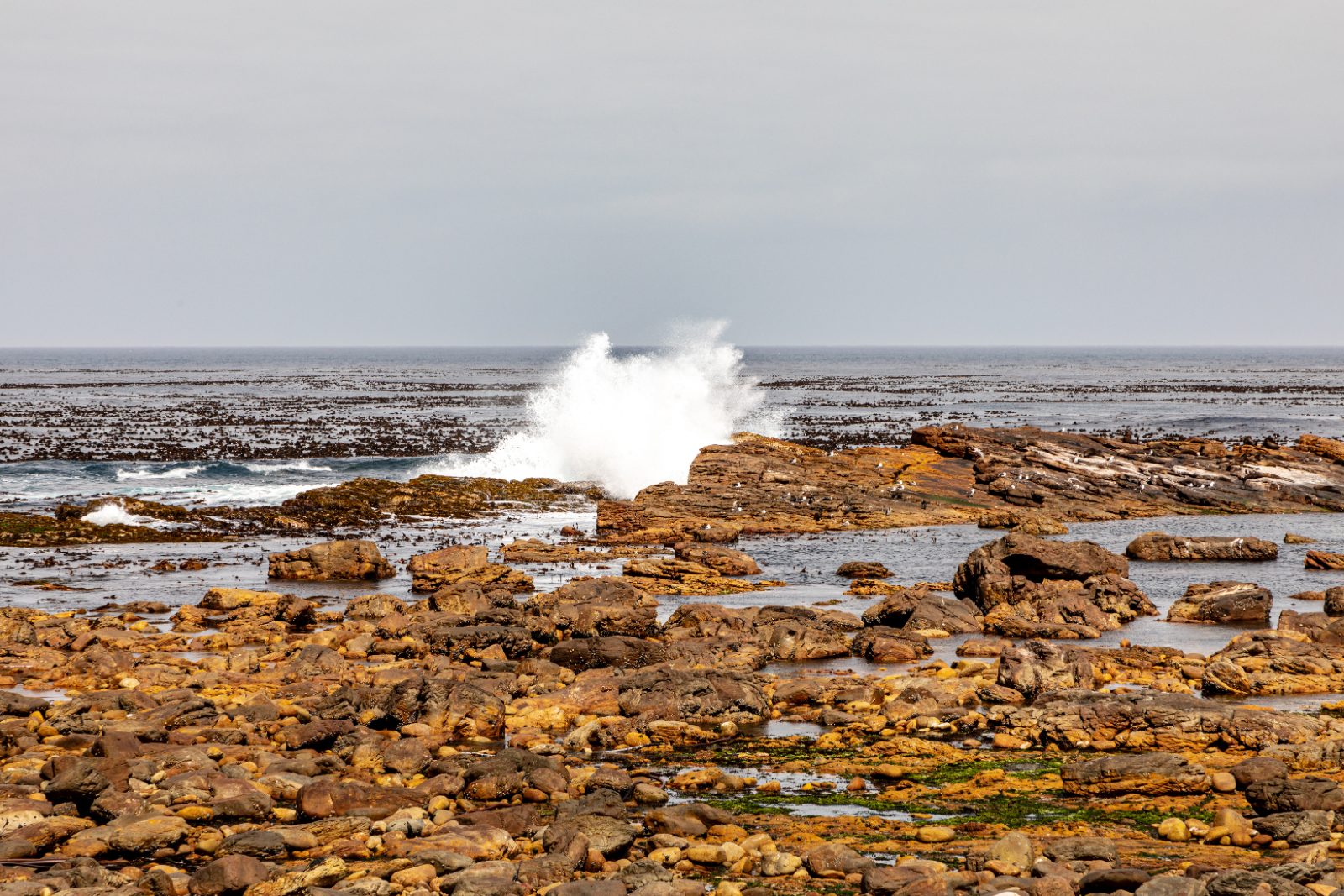 Surf breaking over lichen-covered rocks on the shoreline at the Cape of Good Hope