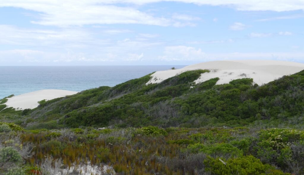 White dunes and coastal fynbos running down to the sea in De Hoop Nature Reserve