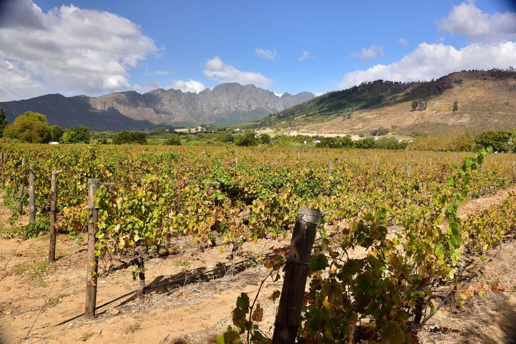 Vineyards in the Franschhoek valley, one of the choices for a Cape Winelands day trip from Cape Town
