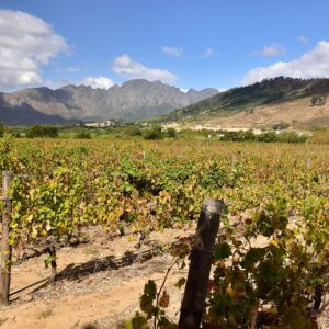 Vineyard rows in the Franschhoek valley with the Cape Winelands mountains behind