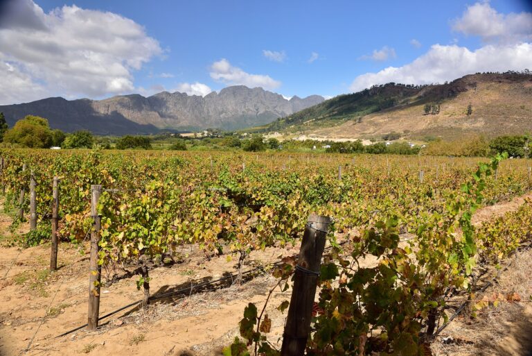 Vineyard rows in the Franschhoek valley with the Cape Winelands mountains behind