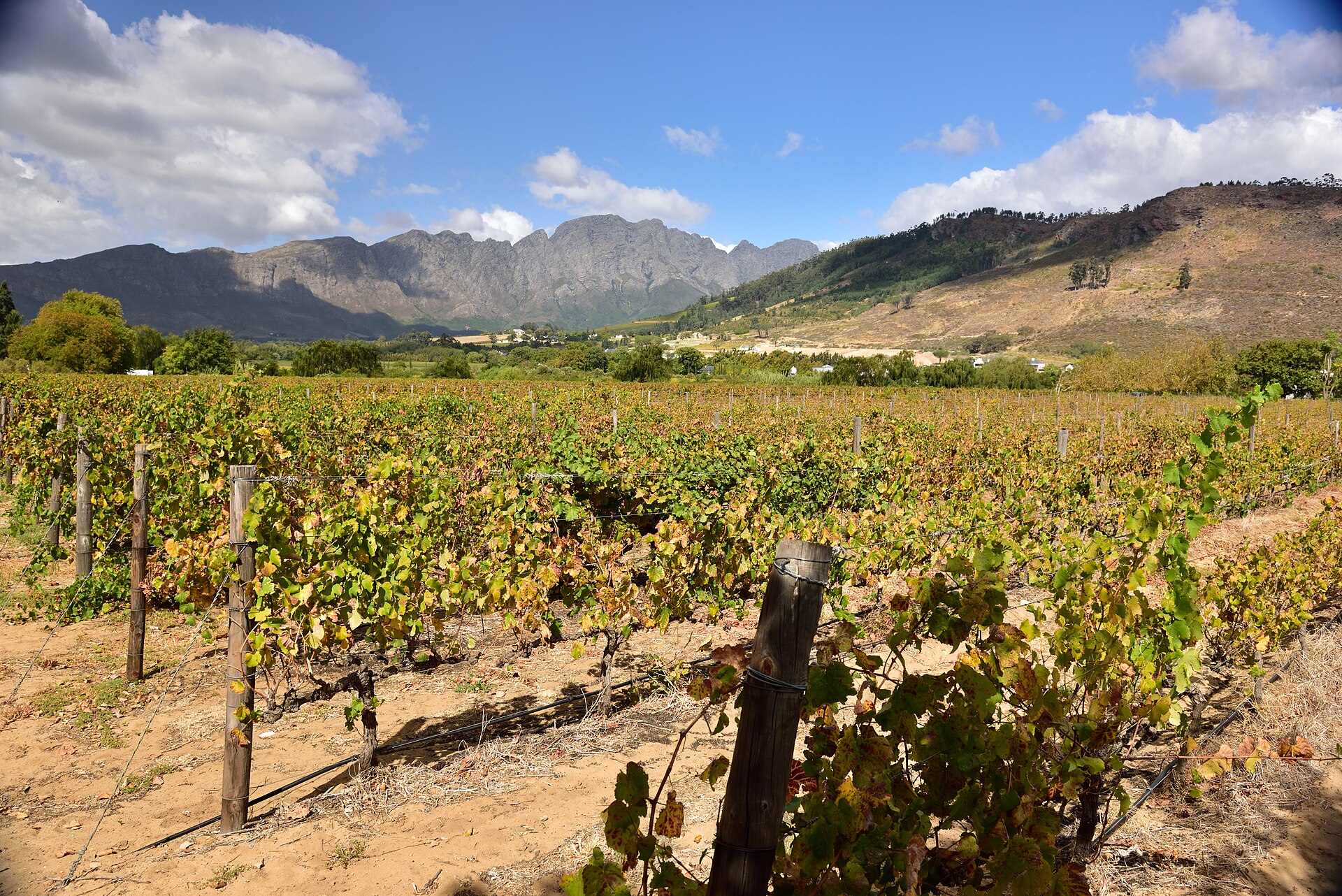 Vineyard rows in the Franschhoek valley with the Cape Winelands mountains behind