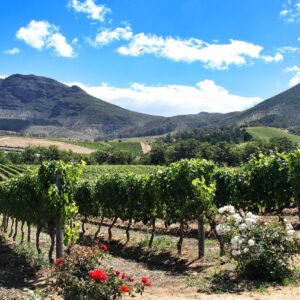 Vineyard rows at Groot Constantia in the Constantia valley below the mountain