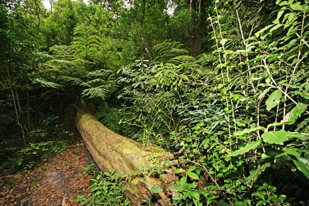 Haute forêt indigène des forêts de Knysna sur la Garden Route