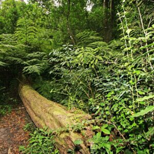 Tall indigenous forest of the Knysna forests on the Garden Route