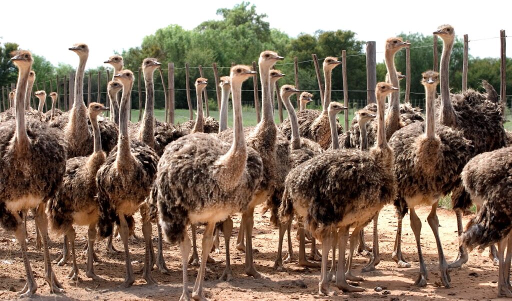Una bandada de avestruces en una granja de Oudtshoorn, en el Klein Karoo
