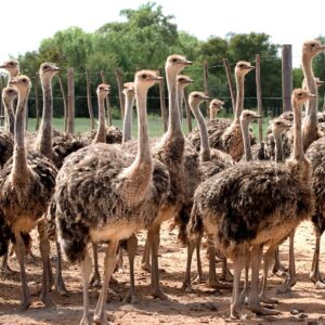 A flock of ostriches on a farm at Oudtshoorn in the Klein Karoo