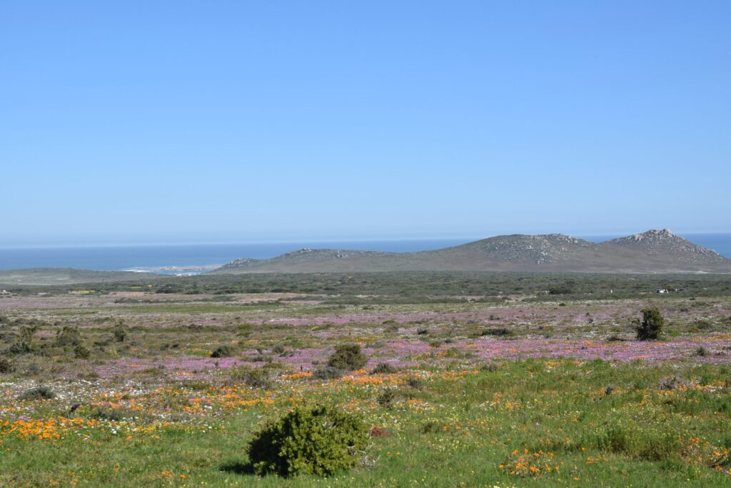 Fleurs de printemps à Postberg, sur la côte ouest du Cap — la meilleure période d’une des régions du Cap-Occidental