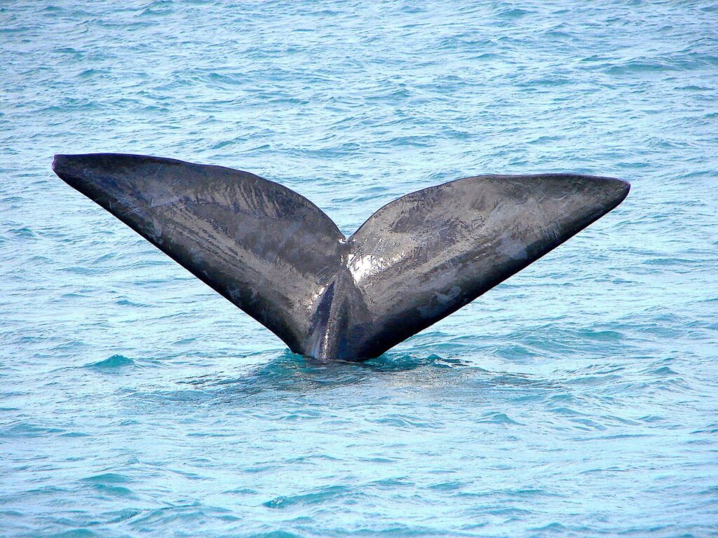 A southern right whale off Hermanus, the reason a 7 day Whale Coast itinerary is worth the extra days
