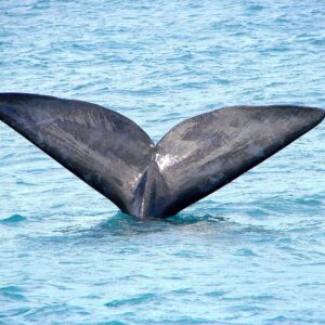 A southern right whale at the surface off Hermanus during whale season