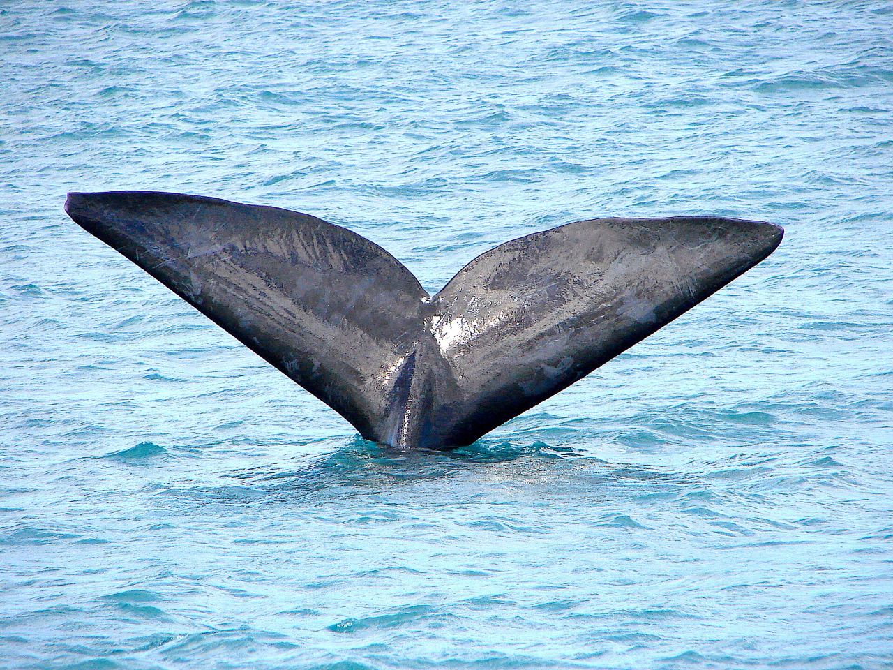 A southern right whale at the surface off Hermanus during whale season