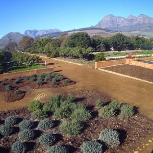 The formal walled garden at Babylonstoren farm with the Simonsberg mountains behind, Simondium
