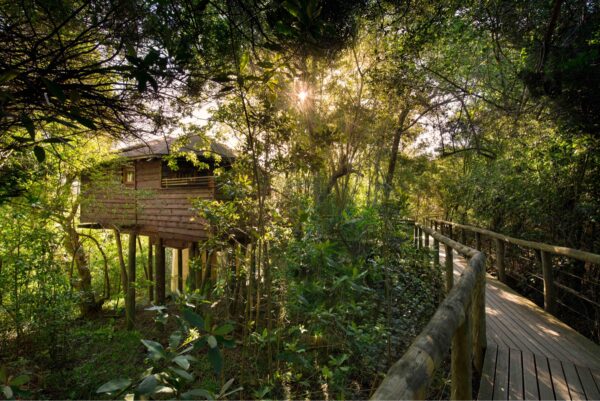 Una suite en los árboles y su pasarela de madera entre las copas del bosque autóctono en Tsala Treetop Lodge, cerca de Plettenberg Bay