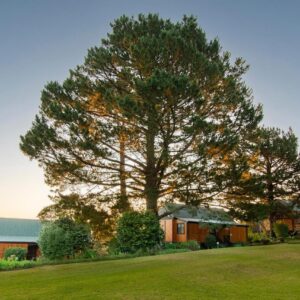 A large tree in front of a house at ArendsRus Country Resort in Molen Drift