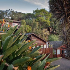 A house in the woods with a bunch of plants at Under Milkwood Resort in Knysna