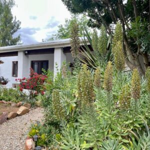 31 on Kloof: a garden in front of a house with plants