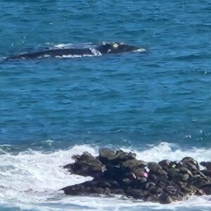 Absolute Bliss: two dolphins swimming in the water near the shore