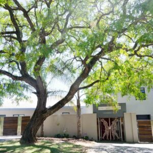 Art and Accommodation Guesthouse: a large tree in front of a white building