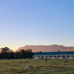 Blue Mountain Farm Lodge, Farm & Dam House: a herd of sheep grazing in a field next to a building