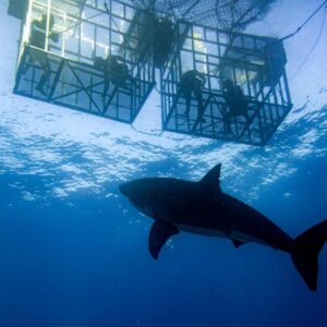 Calamari Self Catering: a shark swimming in the water next to a cage