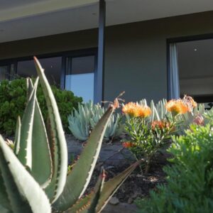 denBosch Cottages: a group of succulent plants in front of a building