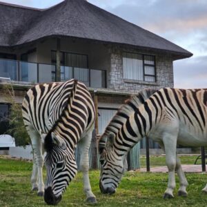 Garden Route Safari Camp: two zebras grazing in the grass in front of a house