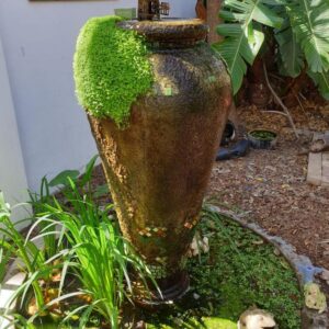 Guest House Frame Ace: a vase with moss on it in a garden