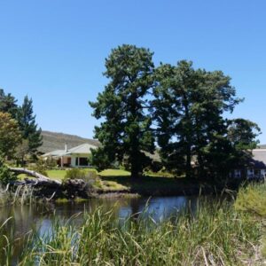 Mountain Pastures Game Lodge: a house with a tree and a pond