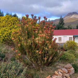 Over The Mountain Guest Farm: a small white house with a red roof