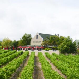Skilpadvlei Wine Farm: a field of crops with a building in the background
