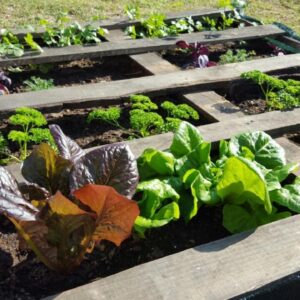 The Backpack Shack: a group of three wooden raised garden beds with plants