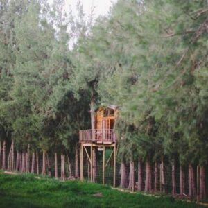 Vindoux Tree House Guest Farm & Spa: a tree house in the middle of a forest of trees